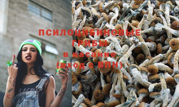 прущие грибы Богородск